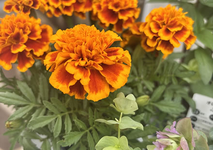 花苗