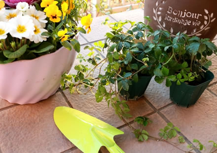 寄せ植え・寄せ苗セット